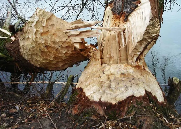Inn Gezinskamer Waard Kekerdom