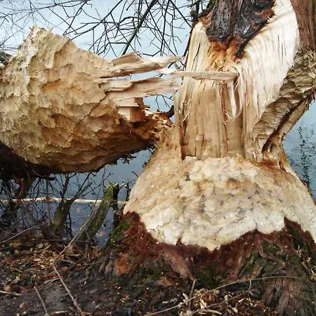 Mini-hôtel Gezinskamer Waard Kekerdom